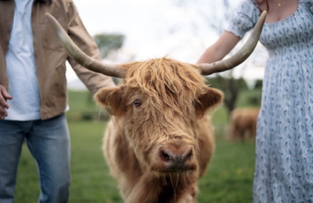 Scottish Highland Cow