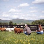 Scottish Highland Cows - Appalachian Highlands Farmers Magazine Scottish Highland Cows