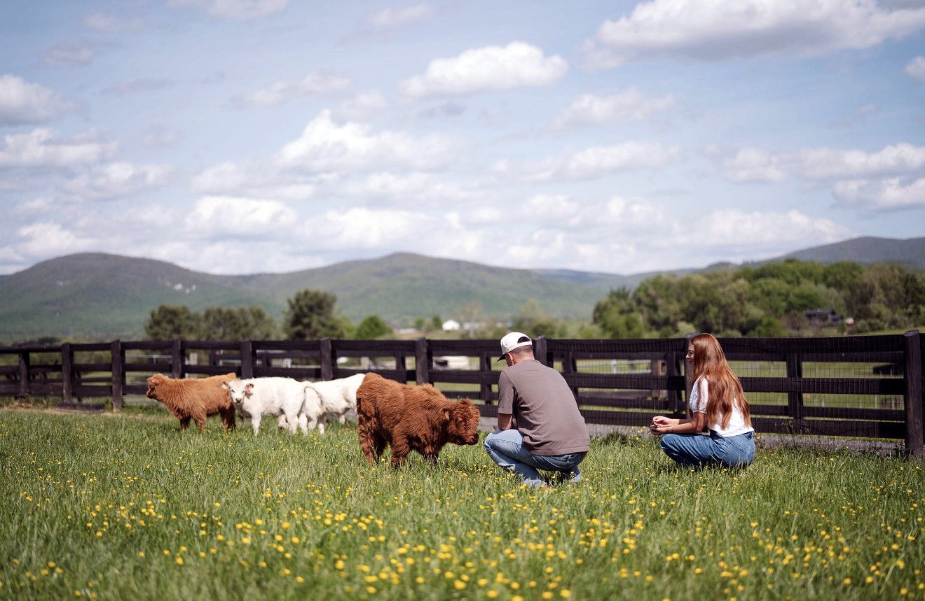 Scottish Highland Cows