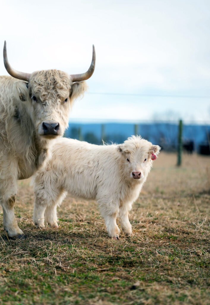 Highland Cow and calf
