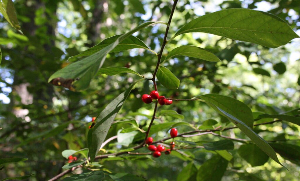 Lindera benzoin, or Spicebush