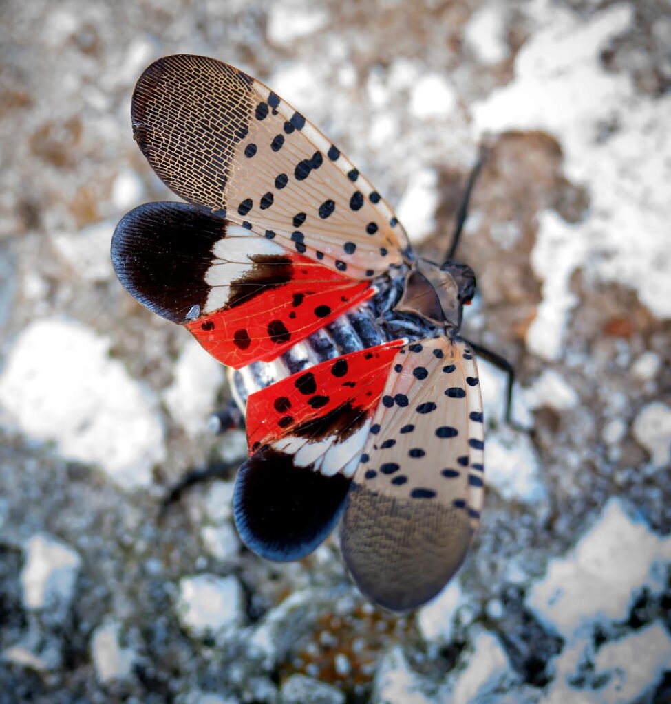 Spotted_lanternfly_displaying_underwing - Appalachian Highlands Farmers Magazine Spotted Lanternfly Displaying Underwings