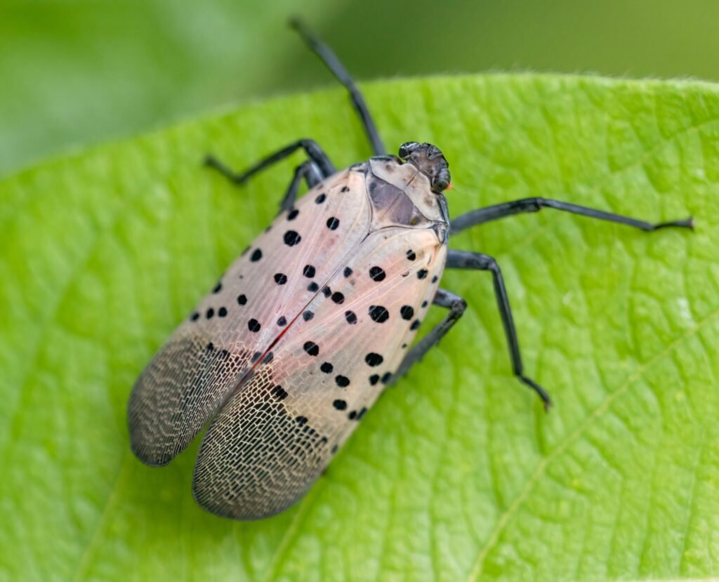 OLYMPUS DIGITAL CAMERA - Appalachian Highlands Farmers Magazine Spotted Lanternfly