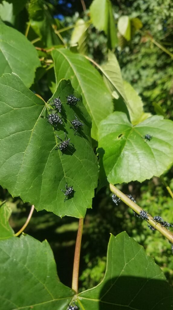 Young_Spotted_Lanternflies_on_Fox_Grapes_in_Berks_County_Pennsylvania - Appalachian Highlands Farmers Magazine Young Spotted Lanternflies on Fox Grapes.