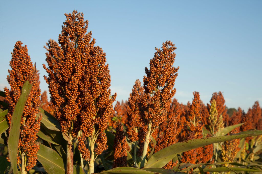 Sweet Sorghum