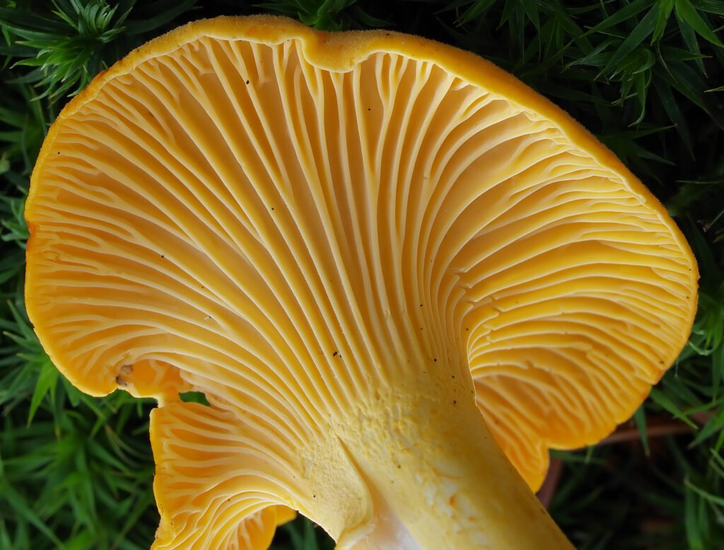 Chantrelles-(Cantharellus cibarius)