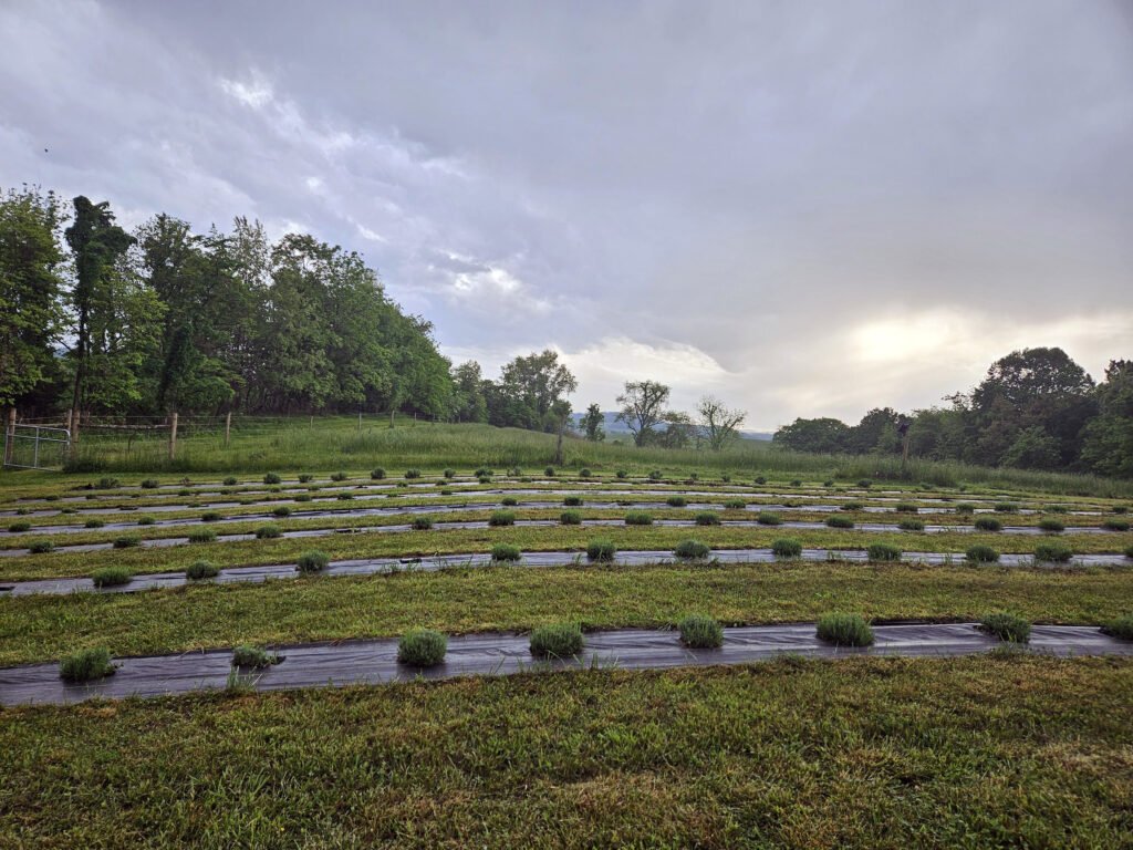 20240508_190937 - Appalachian Highlands Farmers Magazine Rows of Lavender