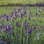 A lavender Plant