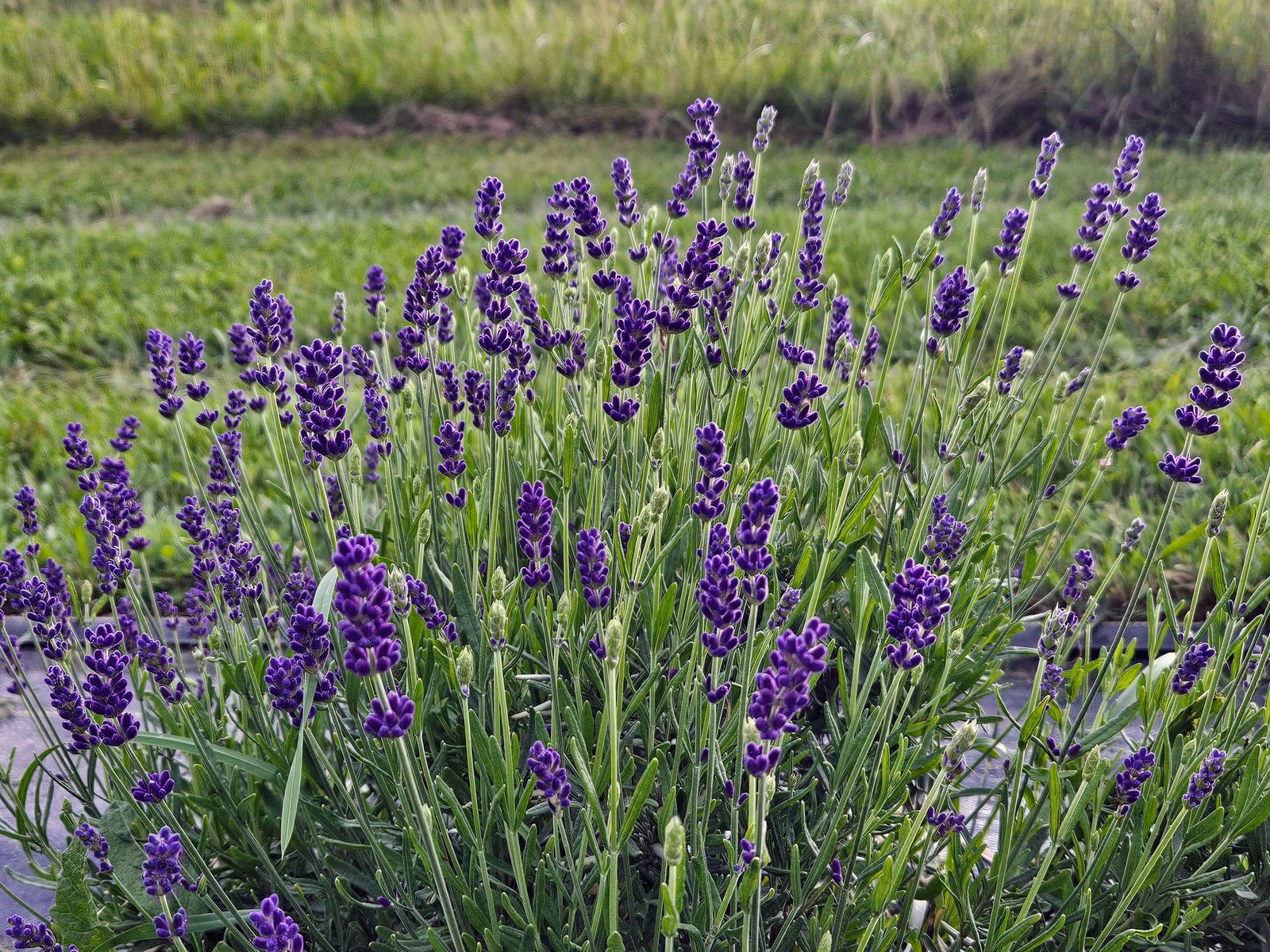 A lavender Plant