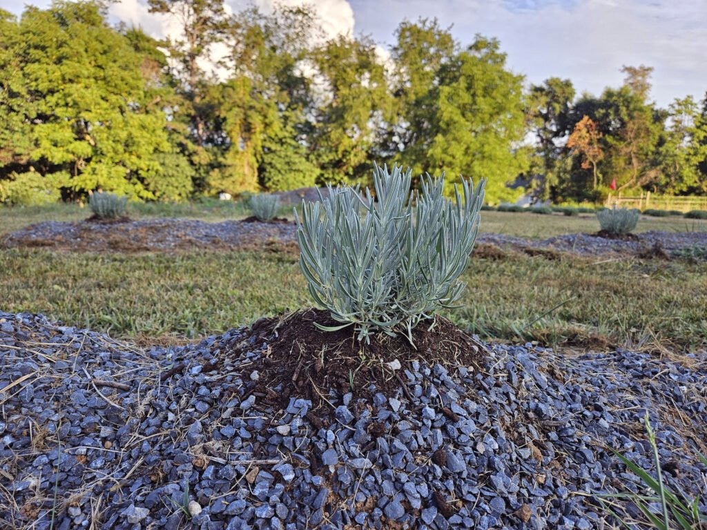 Newly planted Lavender Plant at Rustic Roots Lavender