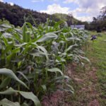 20250621_133503 - Appalachian Highlands Farmers Magazine Healthy corn growing