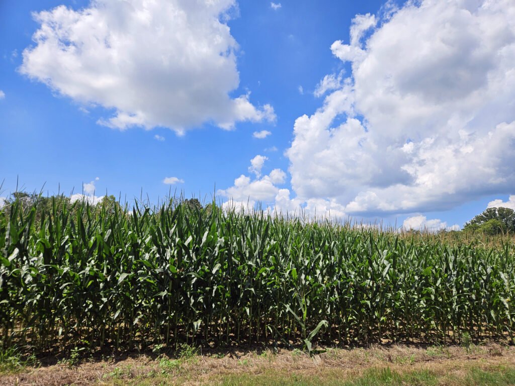 A Corn Field in Tennessee
