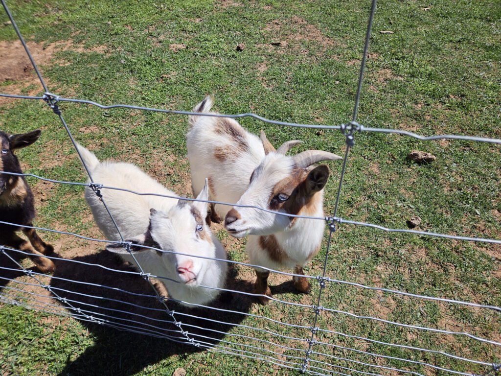 Two cute little goats