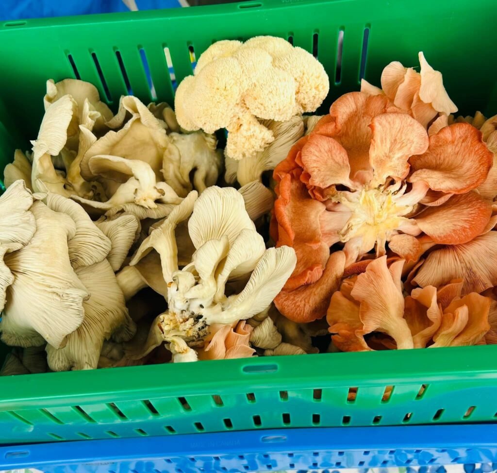 Golden Oyster Mushrooms