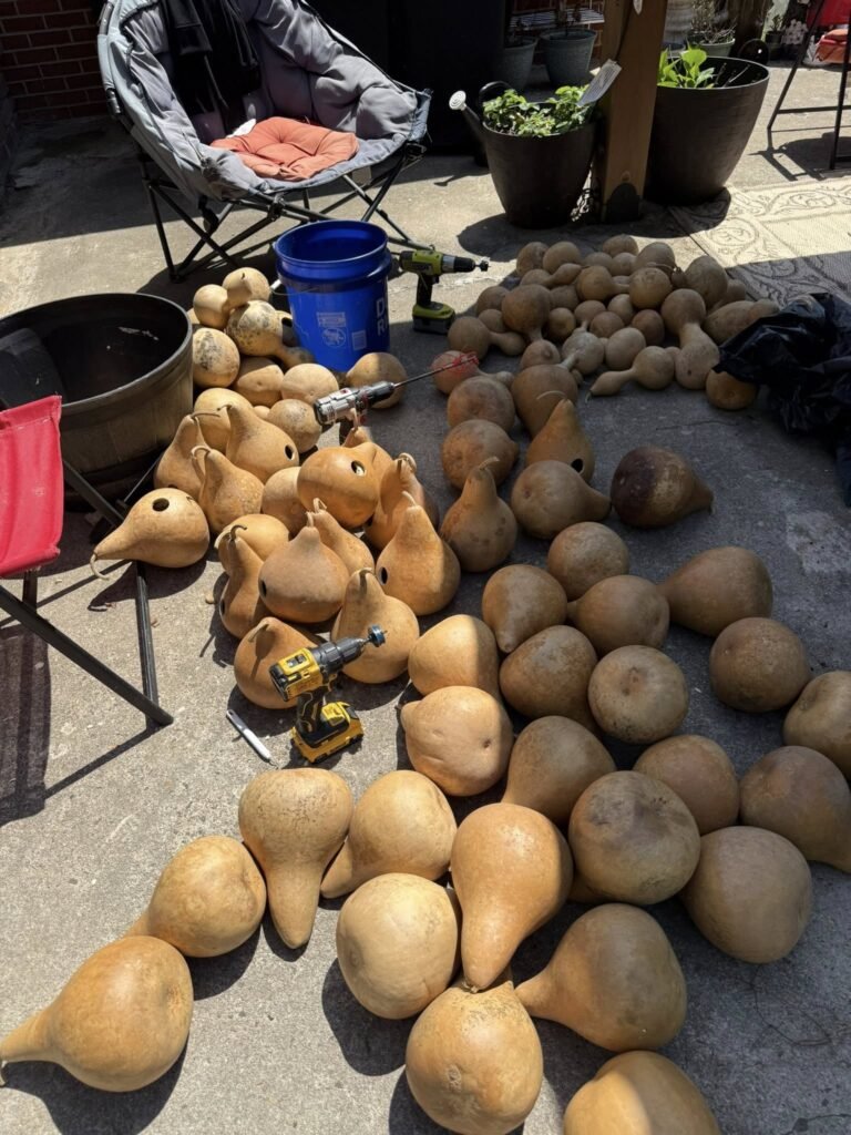491157053_563016590145177_5946444055038925008_n - Appalachian Highlands Farmers Magazine Gourds that have been emptied and holes drilled.