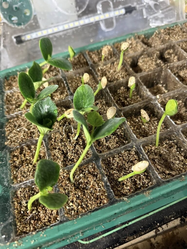 500127448_594928313620671_3912008490314279824_n - Appalachian Highlands Farmers Magazine Gourd Seedlings Sprouting
