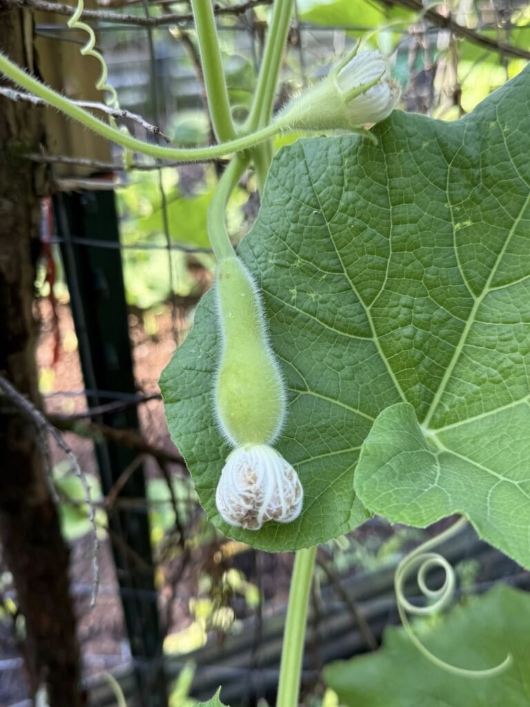 514179622_620756251037877_8415258917942150037_n - Appalachian Highlands Farmers Magazine Gourd Plant Blooming White