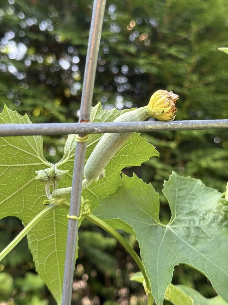 514371016_620756164371219_5280462891950270331_n - Appalachian Highlands Farmers Magazine Gourd Plant Blooming Bloom in Yellow