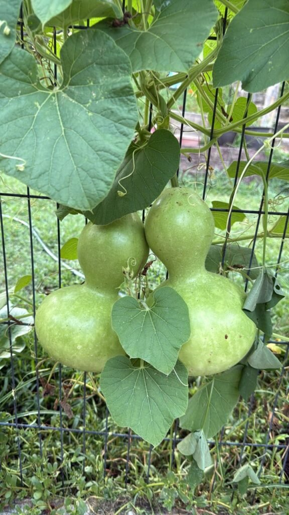Two Gourds growing on the vine