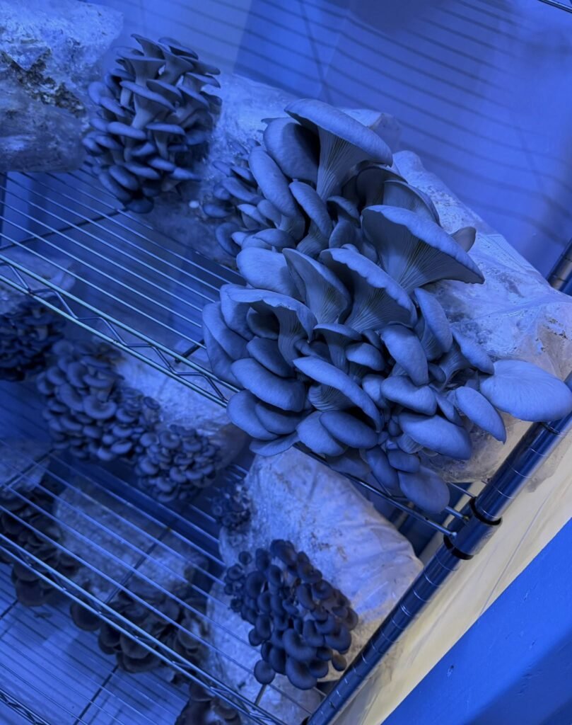 Mushrooms in the fruiting chamber
