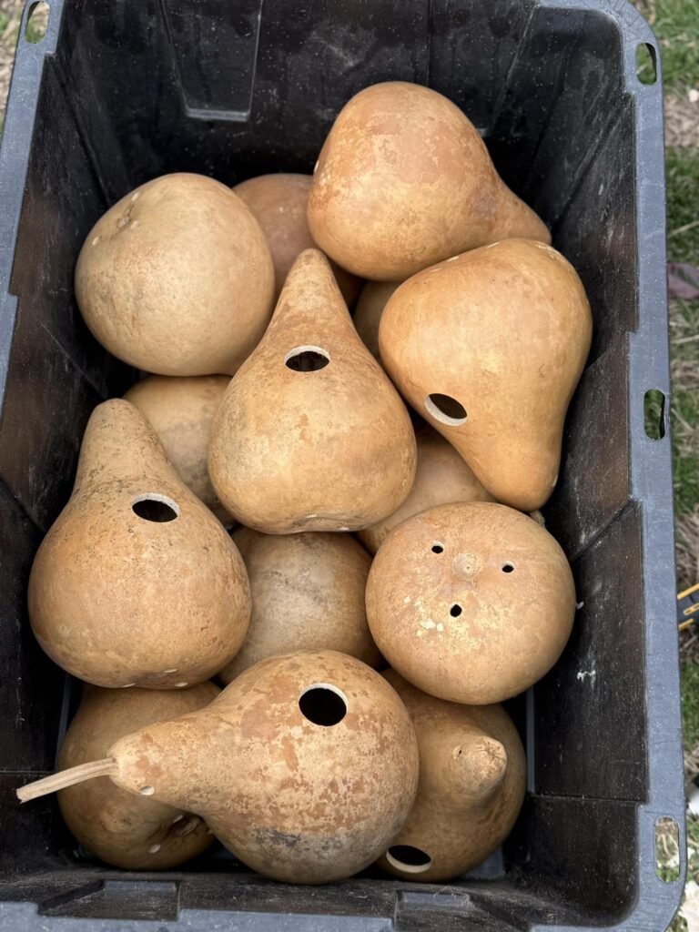 Dried, hollowed gourds