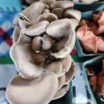 Grey Oyster Mushrooms