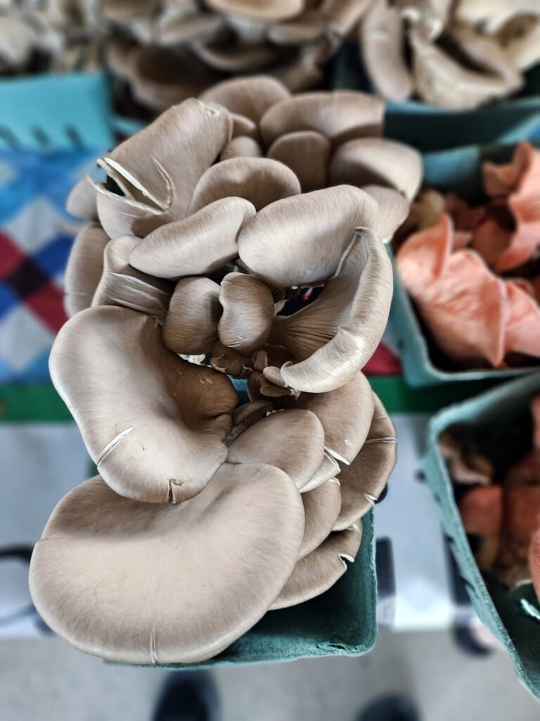 Grey Oyster Mushrooms