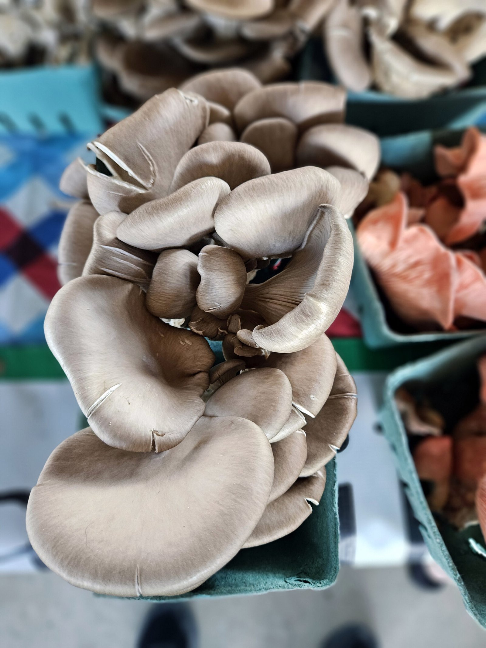 Grey Oyster Mushrooms