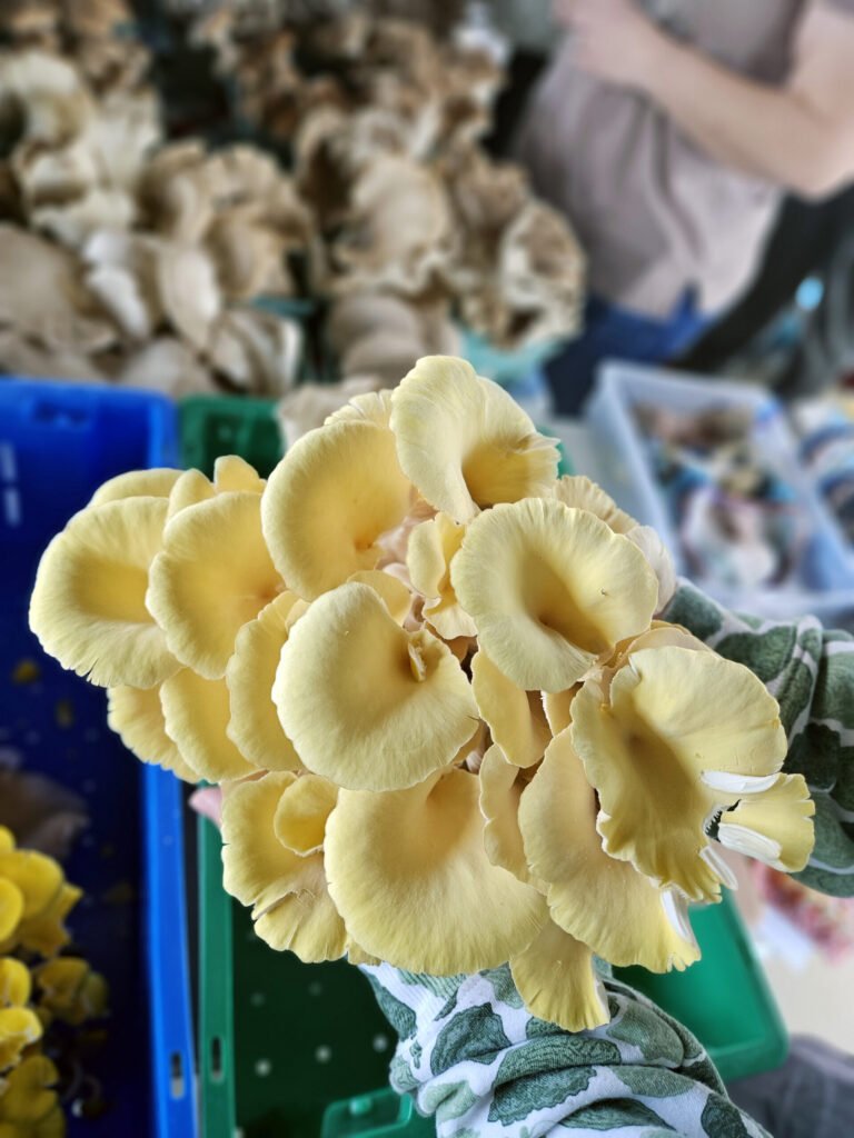 Golden Oyster Mushrooms