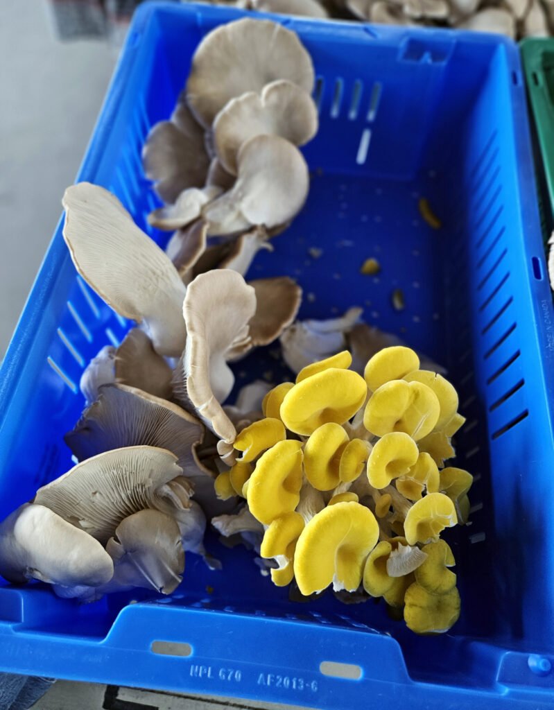 Golden and Grey Oyster Mushrooms