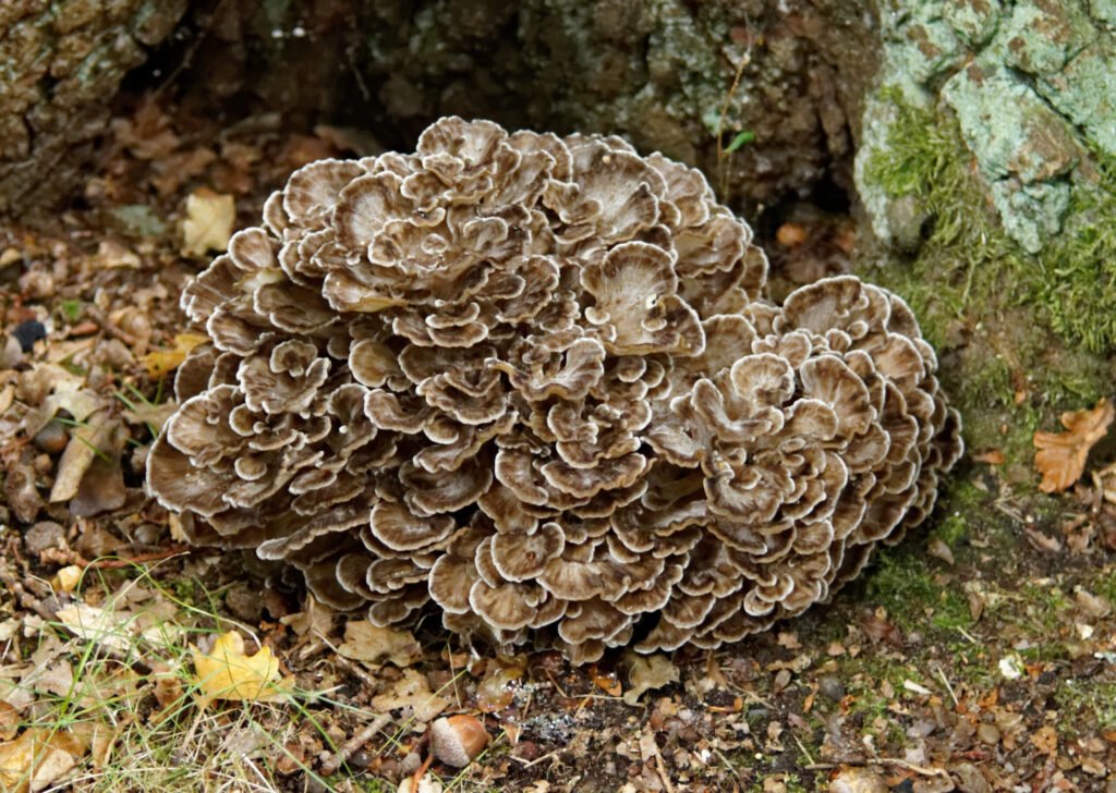 Maitake - (Grifola_frondosa)