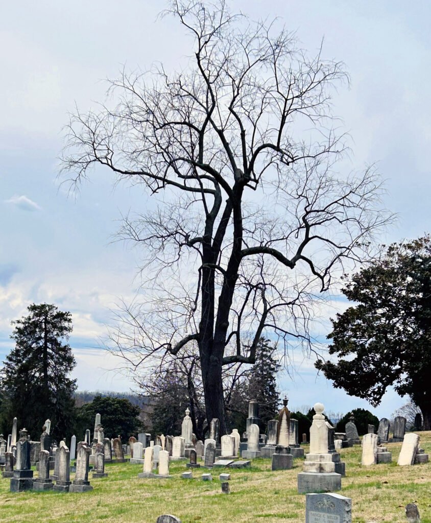 Neighborhood of stone