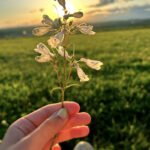 Flower in the Sunset