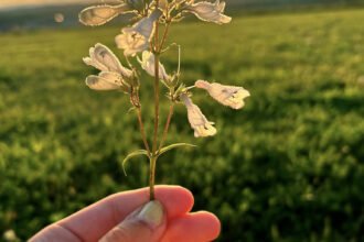 Flower in the Sunset
