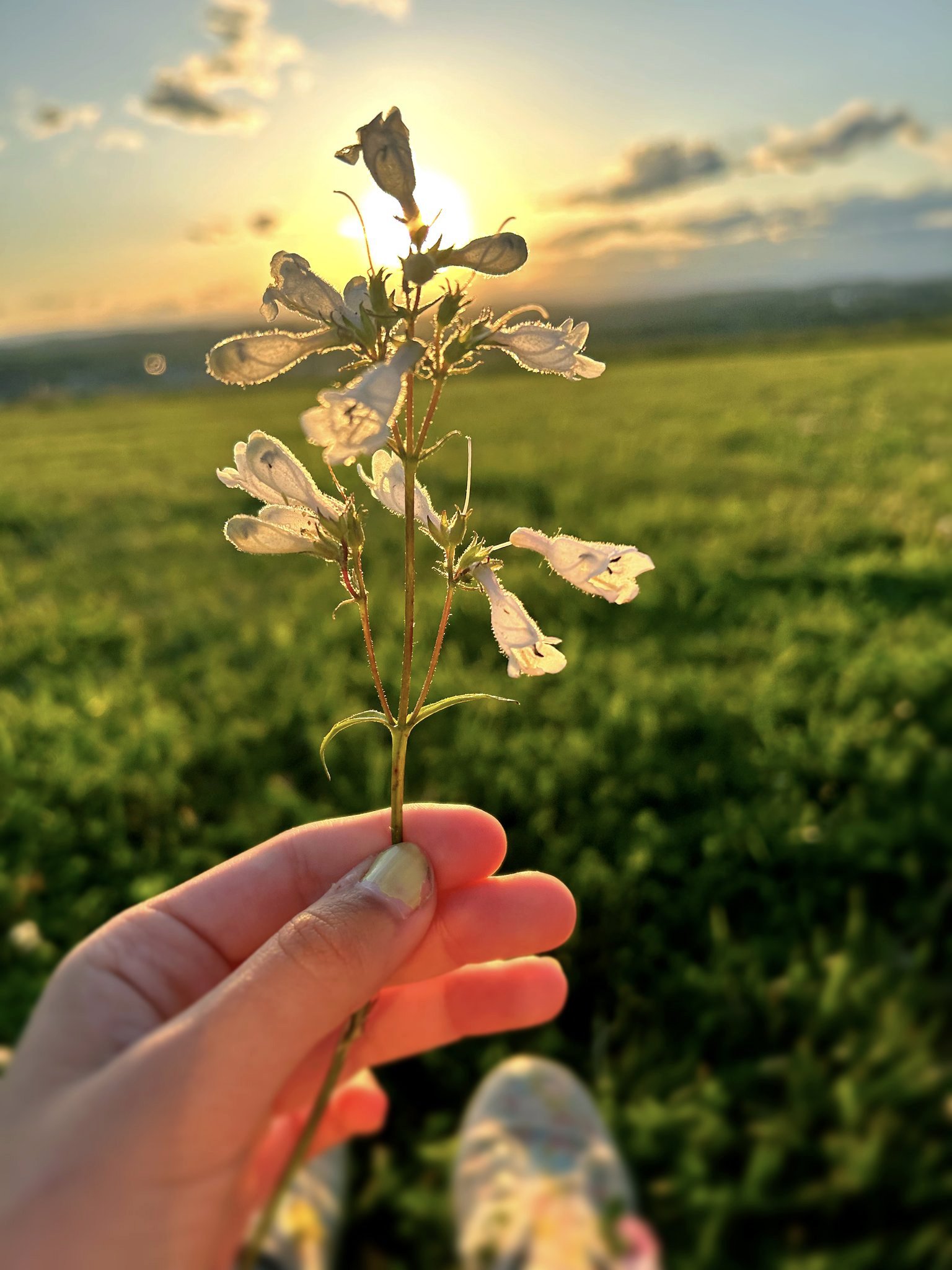 LT7ZXc6CQiaokM8U92RtlA - Appalachian Highlands Farmers Magazine Flower in the Sunset