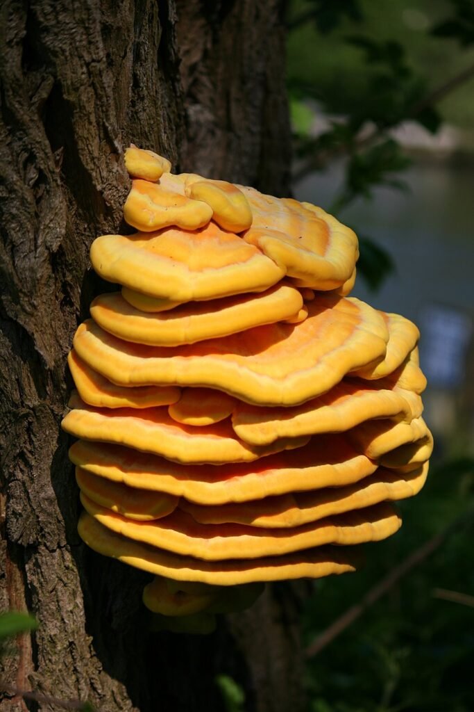 Chicken of the Woods - (Laetiporus sulphureus)