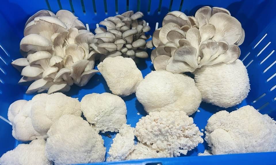 Lion's Mane (Hericium erinaceus) and Oyster Mushrooms (Pleurotus)