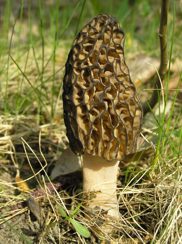 Morel Mushroom - (Morchella conica)