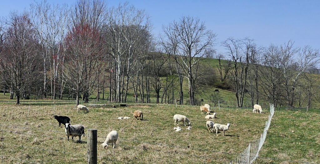 Sheep grazing