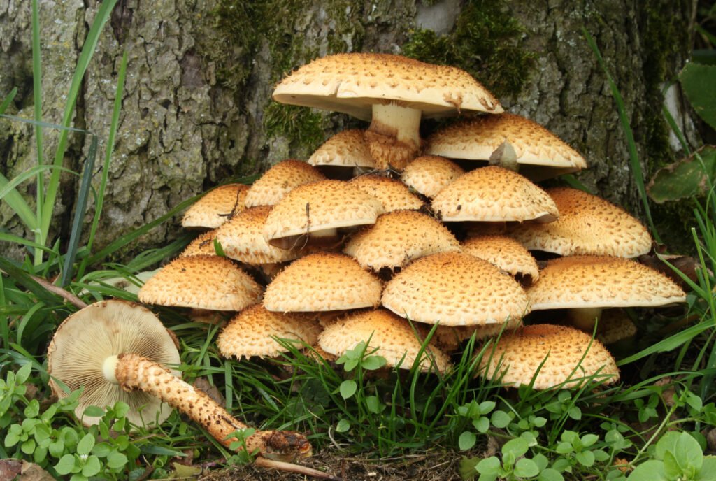 Shaggy Pholiota - (Pholiota_squarrosa)