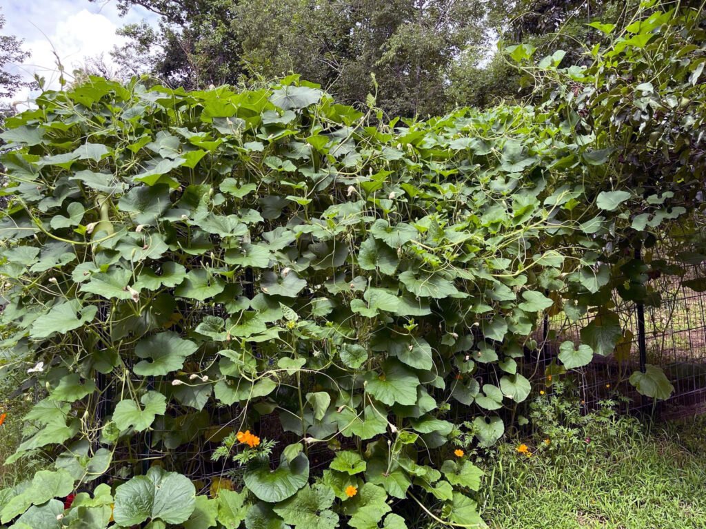 adult gourd plants - Appalachian Highlands Farmers Magazine Adult Gourd Vine