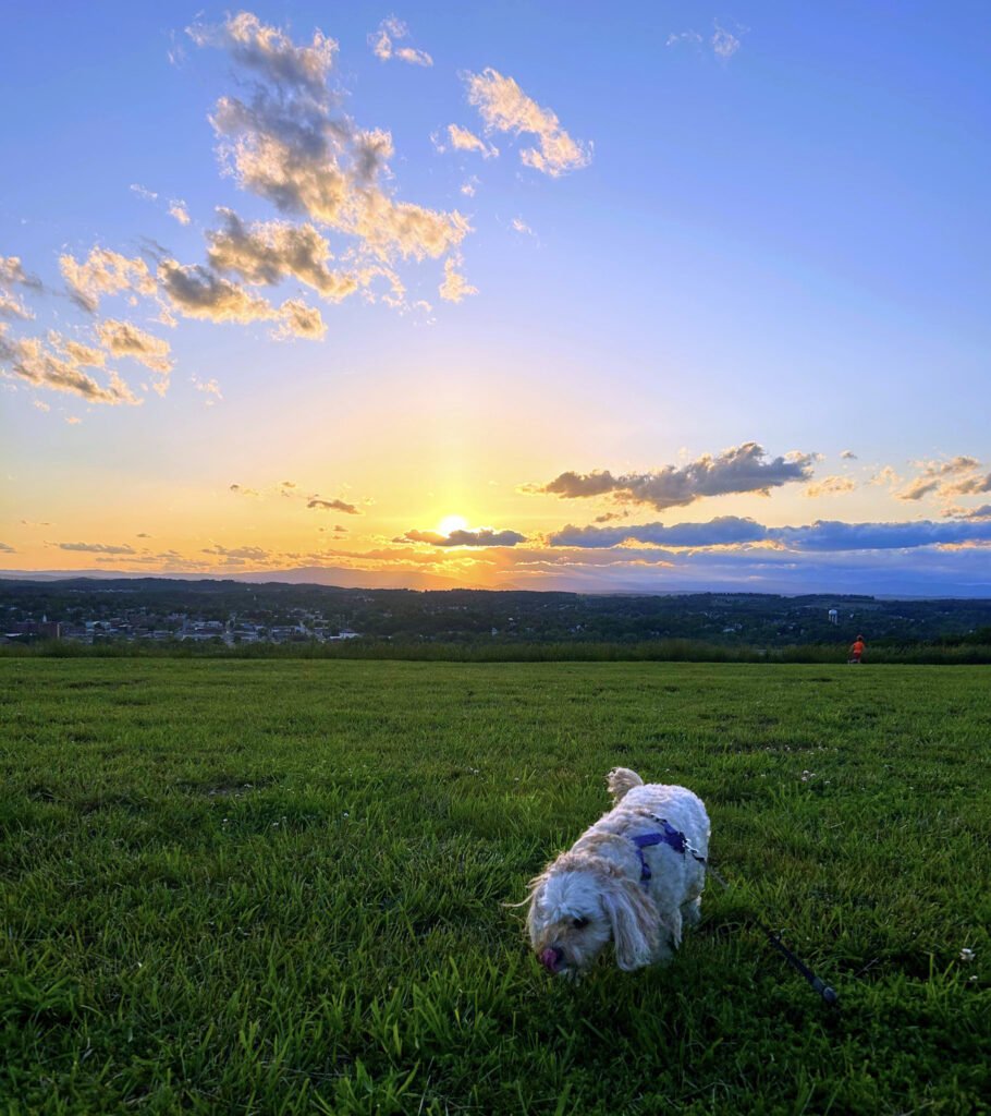 pn7Yhq0oQYaJtjPAWPeoZA - Appalachian Highlands Farmers Magazine Little dog sniffing the grass at Sunset Park