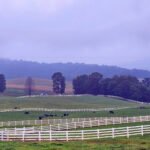Cattle Farm in Bristol, VA - Photo by Aaron Creighton