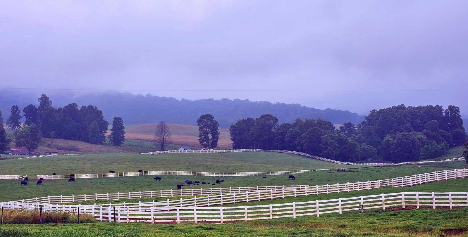 Cattle Farm in Bristol, VA - Photo by Aaron Creighton