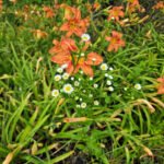 Wildflowers Growing in Tennessee - Photo by Katherine Creighton