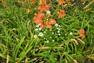 Wildflowers Growing in Tennessee - Photo by Katherine Creighton