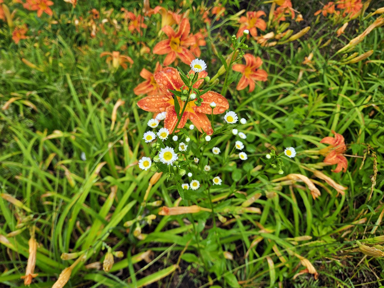 Wildflowers Growing in Tennessee - Photo by Katherine Creighton