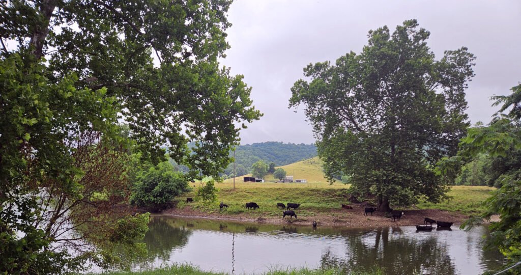Cows grazing along a riverbank with trees framing the scene and rolling hills in the distance under a cloudy sky.”