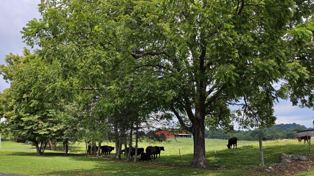 Cows in a Pasture