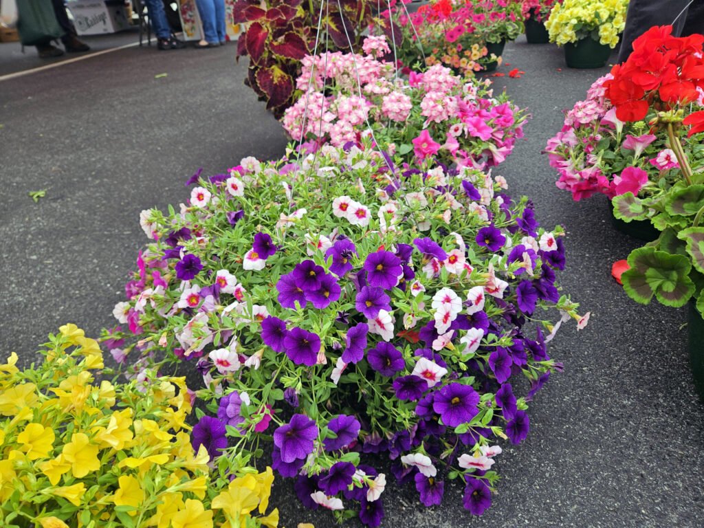 Colorful hanging baskets of purple, white, and pink petunias at an outdoor market stall.